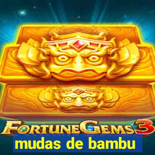 mudas de bambu